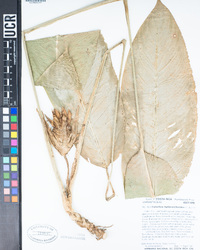 Image of Goeppertia hylaeanthoides