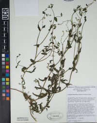 Cryptantha dumetorum image