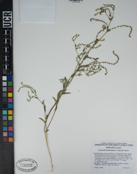 Cryptantha dumetorum image