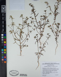 Cryptantha maritima image