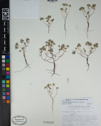 Eremocarya micrantha var. micrantha image