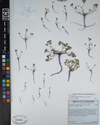 Eremocarya micrantha var. micrantha image