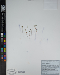 Eremocarya micrantha var. micrantha image