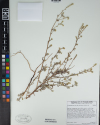 Cryptantha muricata image