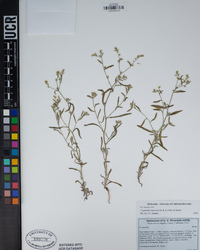 Cryptantha muricata image