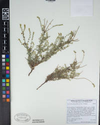 Cryptantha muricata var. denticulata image