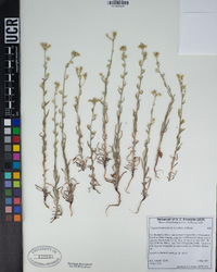 Cryptantha muricata image