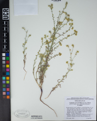 Cryptantha muricata var. denticulata image