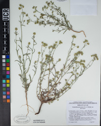 Cryptantha pterocarya image