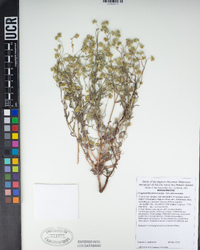 Cryptantha pterocarya var. pterocarya image