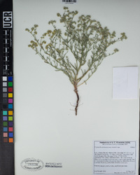 Cryptantha pterocarya var. purpusii image