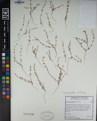 Pectocarya linearis image