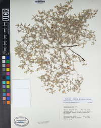 Tiquilia plicata image