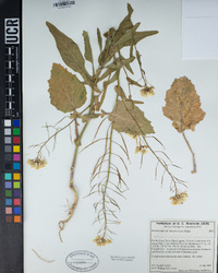 Brassica rapa image