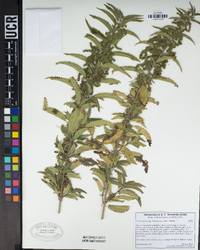 Urtica dioica subsp. holosericea image