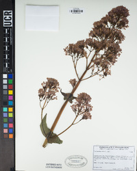 Centranthus ruber image
