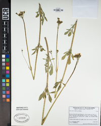 Valeriana californica image