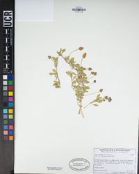 Phyla nodiflora image