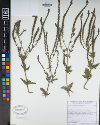 Verbena lasiostachys image