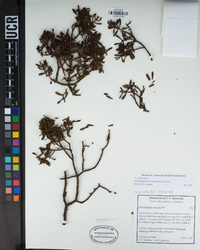 Phoradendron bolleanum image