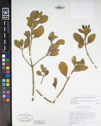 Phoradendron leucarpum subsp. macrophyllum image