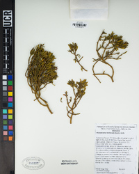 Phoradendron bolleanum image