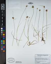 Carex athrostachya image