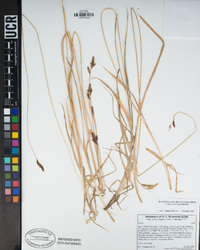 Carex barbarae image