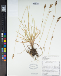 Carex lemmonii image