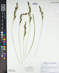 Carex nebrascensis image