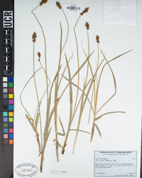 Carex nervina image