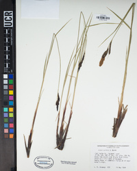 Carex nudata image