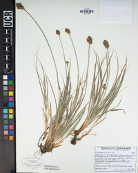 Carex subbracteata image