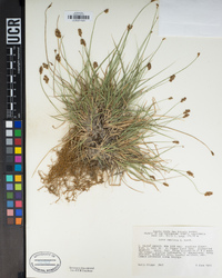 Carex subfusca image