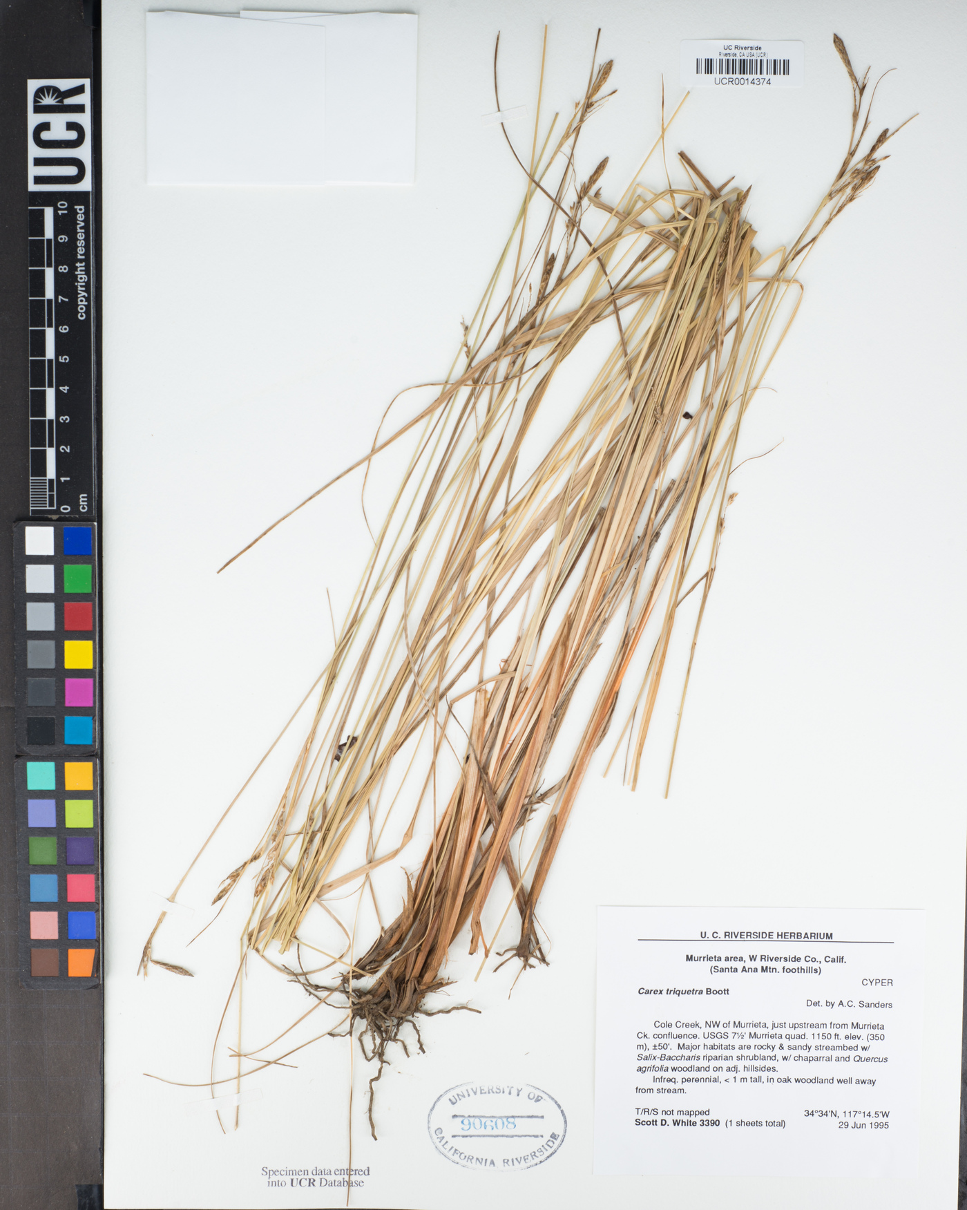 Carex triquetra image