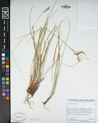 Carex triquetra image