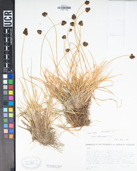 Carex macloviana image