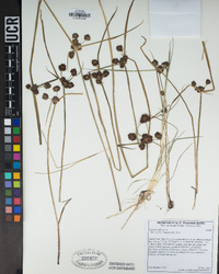 Cyperus difformis image