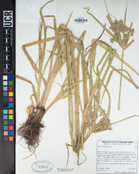 Cyperus eragrostis image