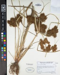 Cyperus erythrorhizos image