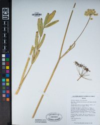 Oxypolis occidentalis image