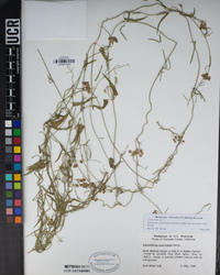 Funastrum cynanchoides image