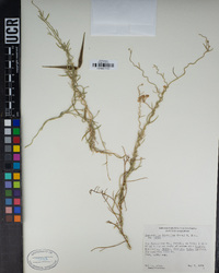 Funastrum hirtellum image