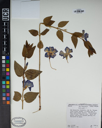 Vinca major image