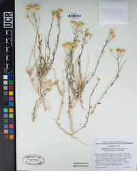 Acamptopappus sphaerocephalus var. hirtellus image