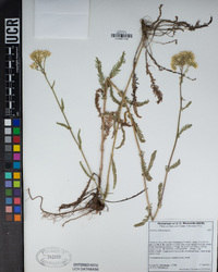 Achillea millefolium image