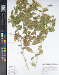 Ageratina herbacea image