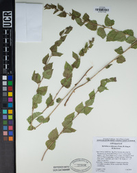 Ageratina occidentalis image