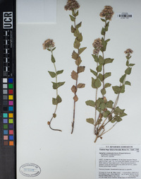 Ageratina occidentalis image