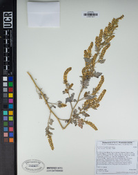 Ambrosia acanthicarpa image